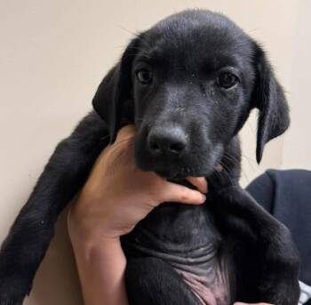 Lily -  Labrador Retriever Dog for Adoption in Rockwall, Texas - Lily | PetCurious