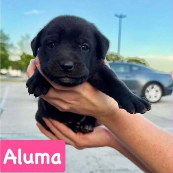 Aluma -  Mixed Breed Dog for Adoption in Brainerd, Minnesota - Aluma | PetCurious