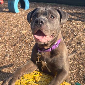 Pit Bull Terrier Dogs Available for Adoption in Briarcliff Manor, New York - Clarence *I