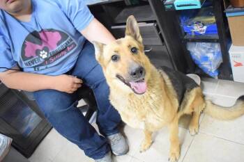 Juliet (Sarah) -  German Shepherd Dog and Mixed Breed Dog Available for Adoption in Pahrump, Nevada - Juliet (Sarah) | PetCurious