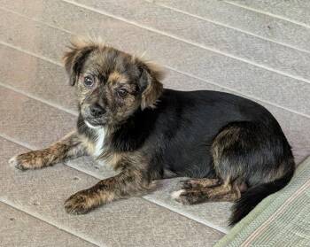 Ariyah -  Spaniel Dog for Adoption in Milton, Georgia - Ariyah | PetCurious