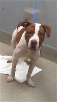 Rescue Pit Bull Terrier Dogs for Adoption in Las Vegas, Nevada - SPARKY | PetCurious