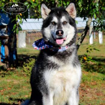 Rescue Alaskan Malamute Dogs for Adoption in Grayling, Michigan - Rocket | PetCurious