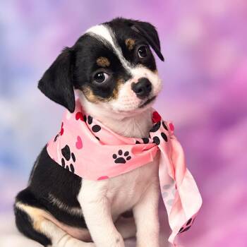 Tempura -  Chihuahua and Mixed Breed Dog for Adoption in Boerne, Texas - Tempura | PetCurious