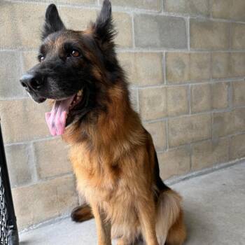 Savannah -  German Shepherd Dog and Mixed Breed Dog for Adoption in Clearwater, Florida - Savannah | PetCurious