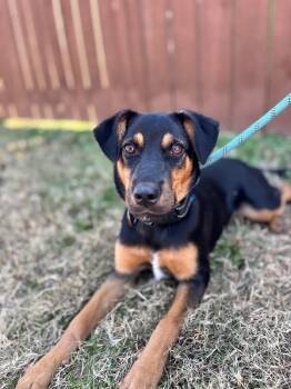 Lonny -  Shepherd and Labrador Retriever Dog for Adoption in Aiken, South Carolina - Lonny | PetCurious