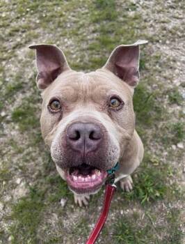 Terrier Dogs Available for Adoption in Pegram, Tennessee - NERO | PetCurious