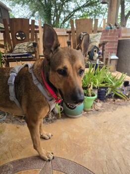 German Shepherd Dog and Carolina Dog Dogs Available for Adoption in Boerne, Texas - Bella | PetCurious