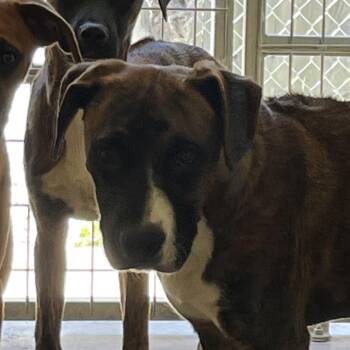 Boxer and Mixed Breed Dogs Available for Adoption in Kyle, Texas - BUTCH | PetCurious