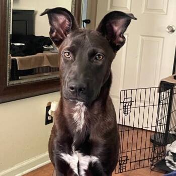 April Bandera -  Shepherd and Labrador Retriever Dog for Adoption in Friendswood, Texas - April Bandera | PetCurious