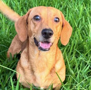 Rufus -  Dachshund Dog for Adoption in Ocean Township, New Jersey - Rufus | PetCurious