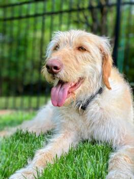 Labrador Retriever and Standard Poodle Dogs Available for Adoption in Arlington, Virginia - Scottie | PetCurious