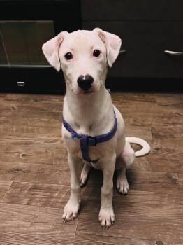 Alice -  American Bully Dog for Adoption in Edmonton, Alberta - Alice | PetCurious