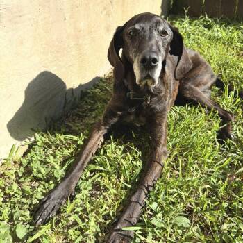 Noodle -  Tennessee Treeing Brindle Dog for Adoption in Martinez, California - Noodle | PetCurious