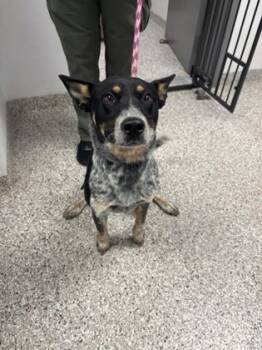 Rescue Australian Cattle Dog Blue Heeler and Mixed Breed Dogs for Adoption in Gastonia, North Carolina - Dog 1 | PetCurious