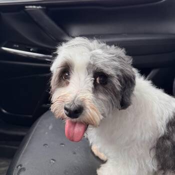 Havanese Dogs Available for Adoption in Greenwich, New York - Rose | PetCurious