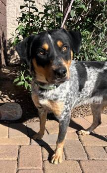 Australian Shepherd Dogs Available for Adoption in Cottonwood, Arizona - Trident | PetCurious