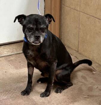 Rescue Pug Dogs for Adoption in Denison, Iowa - Elmo | PetCurious