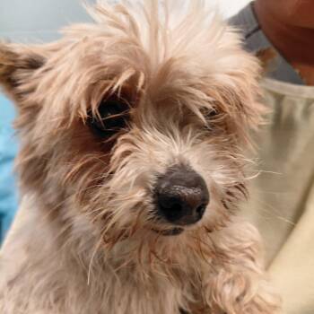 Yorkshire Terrier Dogs Available for Adoption - Daisy 4261 | PetCurious