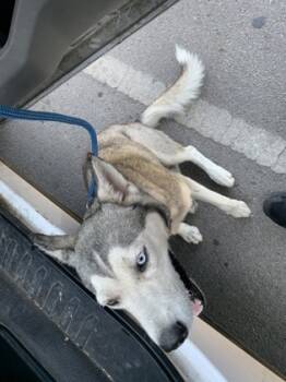 Rescue Husky and Mixed Breed Dogs for Adoption in Fort Worth, Texas - Princess | PetCurious