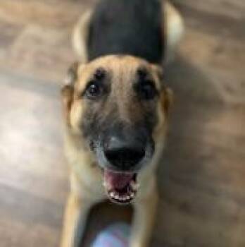 Rescue German Shepherd Dog Dogs for Adoption in Ottawa Hills, Ohio - ZZ - Classified Ad - Ollie (Courtesy Listing - Not Affiliated Wi | PetCurious
