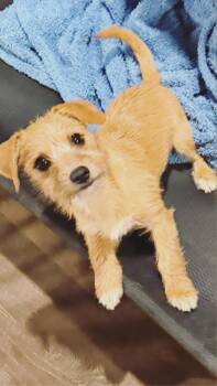 Schnauzer and Terrier Dogs Available for Adoption in Inez, Texas - Gretel | PetCurious