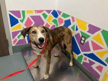 Hound and Mixed Breed Dogs Available for Adoption in Baytown, Texas - BERT | PetCurious