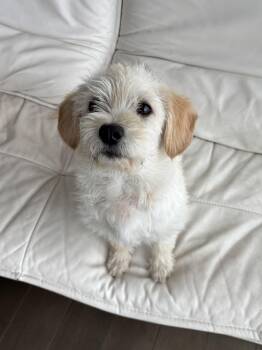 Terrier Dogs Available for Adoption - Hawkins *NEW!* | PetCurious