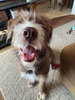 Mixed Breed and Norfolk Terrier Dogs Available for Adoption in Mount Morris, Michigan - Scarlet | PetCurious