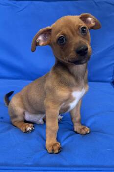 Trooper -  Chihuahua Dog for Adoption in Plant City, Florida - Trooper | PetCurious
