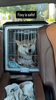 Foxy -  Shiba Inu Dog for Adoption in Santa Maria, California - Foxy | PetCurious