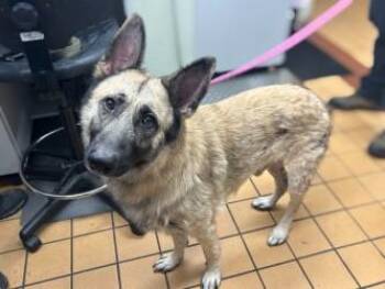 Osiris -  German Shepherd Dog and Mixed Breed Dog for Adoption in Gainesville, Florida - Osiris | PetCurious