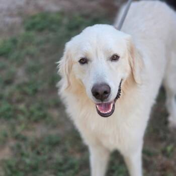 Hudson JuM -  Great Pyrenees Dog for Adoption in Austin, Texas - Hudson JuM | PetCurious