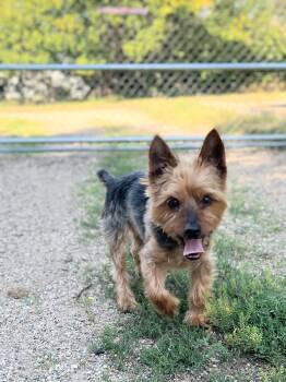 Brody -  Yorkshire Terrier Dog for Adoption in Wedgefield, South Carolina - Brody | PetCurious