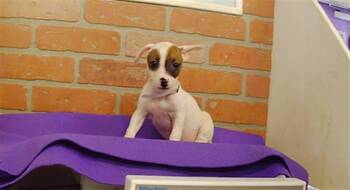 A2091667 -  Chihuahua and Mixed Breed Dog for Adoption in Houston, Texas - A2091667 | PetCurious