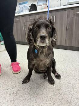 Hunter -  Boykin Spaniel Dog for Adoption in Marietta, Georgia - Hunter | PetCurious