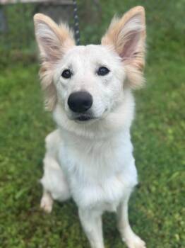 Ellie -  Shepherd Dog Available for Adoption in Honeoye Falls, New York - Ellie | PetCurious