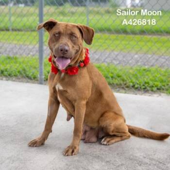 SAILOR MOON -  Labrador Retriever Dog for Adoption in Conroe, Texas - SAILOR MOON | PetCurious