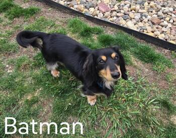 Dachshund Dogs Available for Adoption in Sioux Falls, South Dakota - Batman And Joker | PetCurious