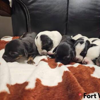 Berry Waffle -  Basset Hound Dog for Adoption in Allen, Texas - Berry Waffle | PetCurious