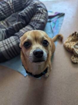 Terrier Dogs Available for Adoption - Bouncyball | PetCurious