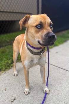 Astraea -  Mixed Breed Dog for Adoption in Cincinnati, Ohio - Astraea | PetCurious
