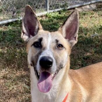 Buffy -  Basenji and Mixed Breed Dog for Adoption in Wimberley, Texas - Buffy | PetCurious