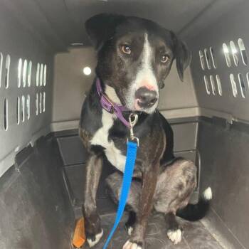 Mixed Breed Dogs Available for Adoption in Chico, California - DOTTIE | PetCurious