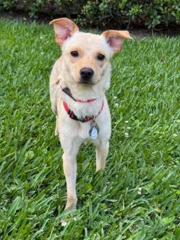 Spaniel and Chihuahua Dogs Available for Adoption in Saugus, Massachusetts - Daisy Ruby | PetCurious