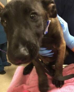 SPARK -  Belgian Shepherd Malinois Dog for Adoption in Riverside, California - SPARK | PetCurious
