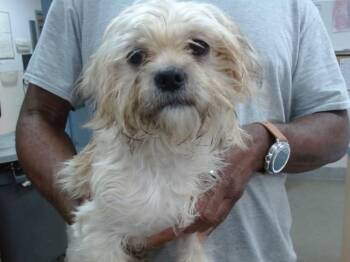 ROO -  Maltese and Mixed Breed Dog for Adoption in Salinas, California - ROO | PetCurious