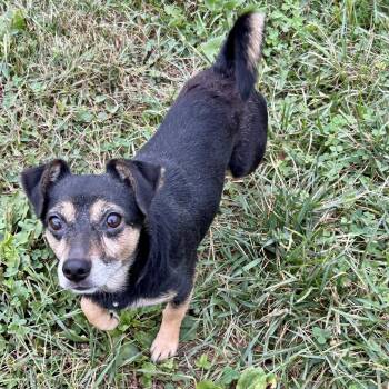 Kismet -  Dachshund and American Bulldog Dog for Adoption in Cincinnati, Ohio - Kismet | PetCurious