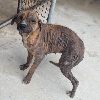 Plott Hound and Terrier Dogs Available for Adoption - Rhonda Revival | PetCurious