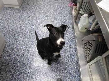 Pit Bull Terrier and Labrador Retriever Dogs Available for Adoption in Nicholasville, Kentucky - Dumbo | PetCurious